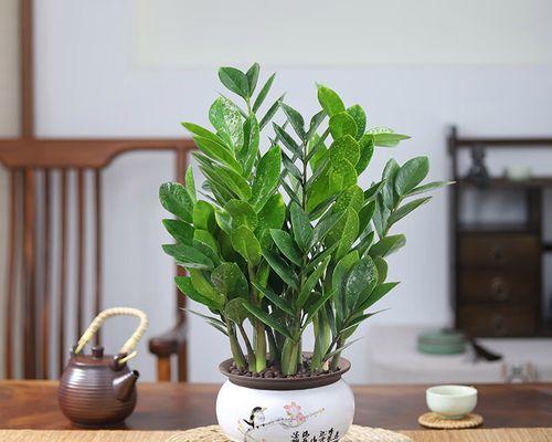 瓷盆适合养什么花（选盆技巧详解）