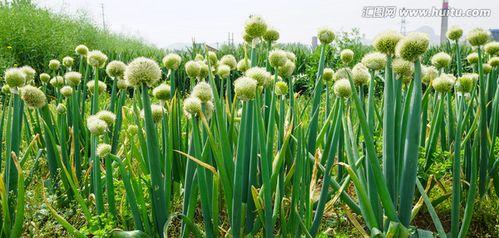 大花葱，一种多年生植物（了解大花葱的生长特点）