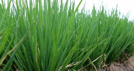 葱种子的来源和获取（种植者必知的葱种子知识）