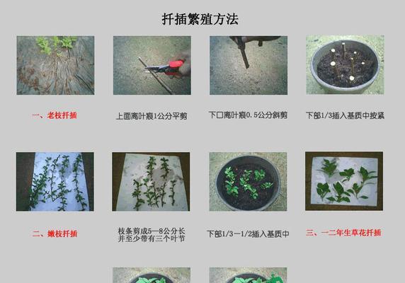 大盆幸福树换土指南（让你的幸福树更茁壮成长）