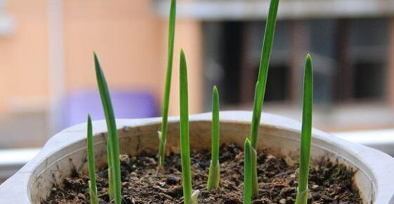 大蒜种子的种植方法（从选择到收获）
