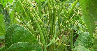 刀豆的种植知识与技巧（从播种到收获）