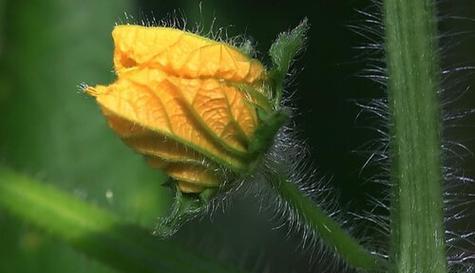 冬瓜开花时间的研究（探索冬瓜生长期间开花的原因与特点）