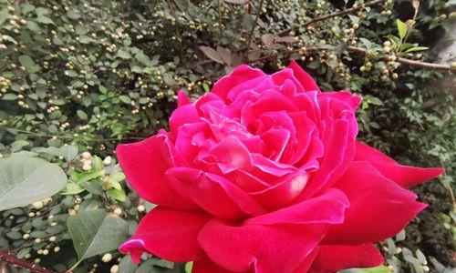 月季花语（春之花开静谧如墨）