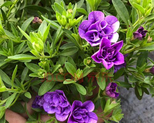 重瓣矮牵牛花语（用花语传递真挚感情）