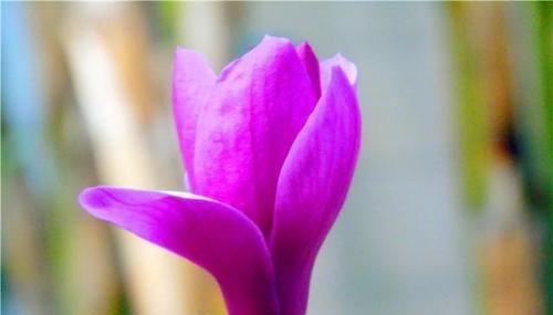 紫色玉兰花花语与意义（探寻紫色玉兰花的隽永寓意）