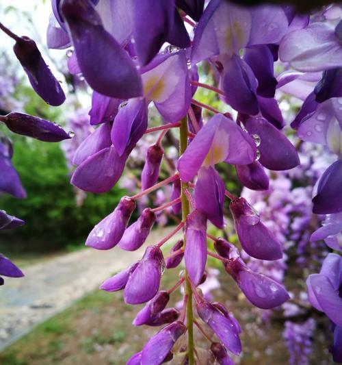 紫藤花（缠绵悱恻）