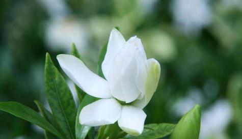 栀子花的象征意义（美丽而多元的花语）