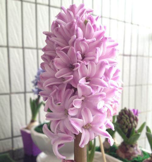 风信子（揭示风信子花卉的含义与魅力）