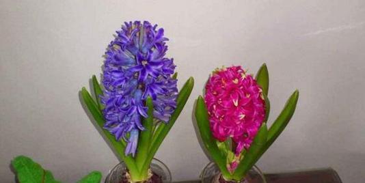风信子（探寻风信子的花语与传说）