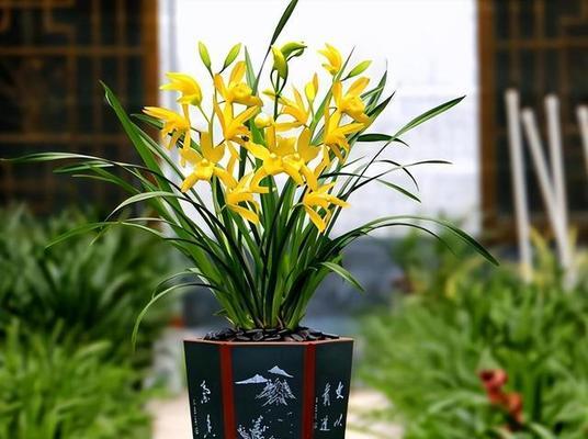 以兰花和竹子与冬梅的对比与寓意（兰花与竹子）