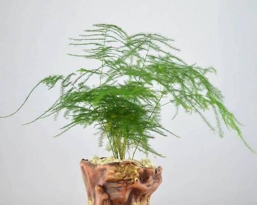 永恒的心——以文竹花语为主题的文章（传递永恒之爱）