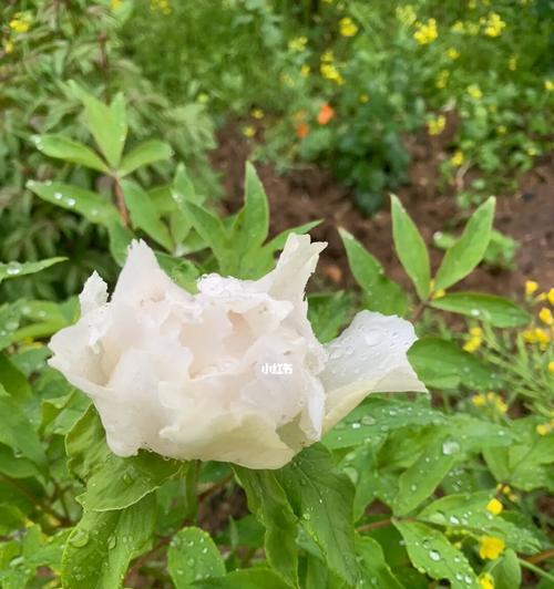 白牡丹的含义与传说（花开千百年）