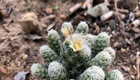 白鸟仙人球花语的美丽寓意（探寻白鸟仙人球的花语之谜）