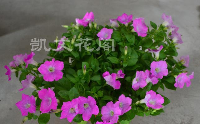 白色矮牵牛花的美丽与意义（白色矮牵牛的花语及文化内涵）