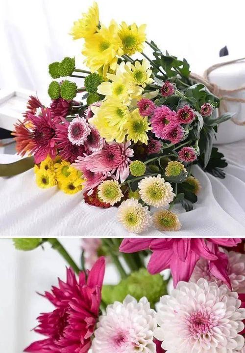 白色雏菊花的花语与美好寓意（揭开白色雏菊花的花语之谜）