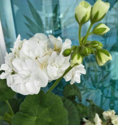白色海棠花语与美丽的意义（探索白色海棠花语的深刻内涵）