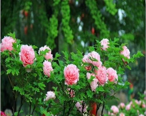 秋牡丹花语（秋牡丹的花语及象征意义）