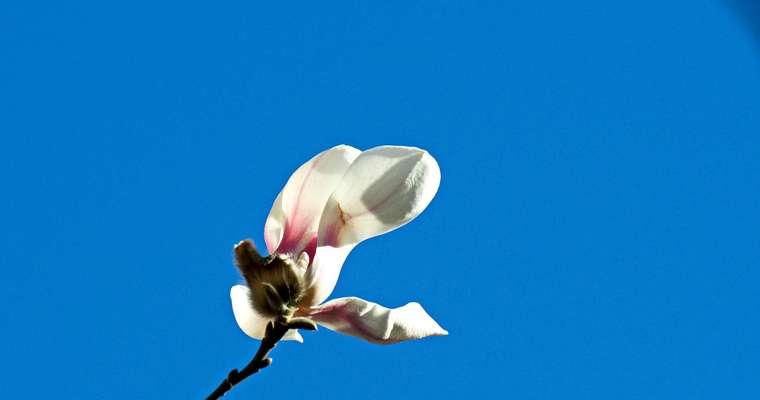 白色玉兰花的花语与意义（探寻玉兰花的神秘与美丽）
