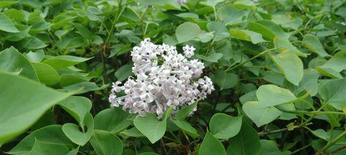 白色紫丁香花语的深意与传承（寄托真情传递希望）