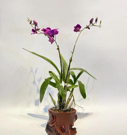 白石斛兰花语——健康与美丽的象征（探索白石斛兰花的养生秘籍）