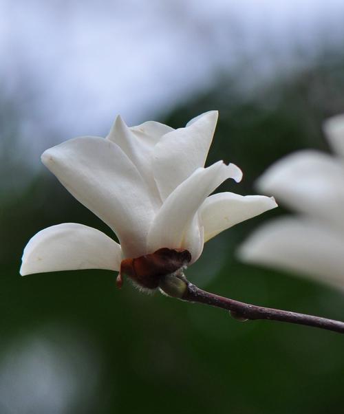 白玉兰花（探寻白玉兰花的花语与美学价值）