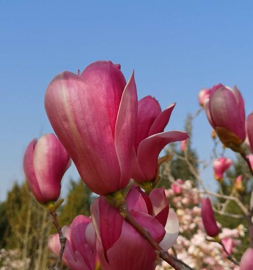 白玉兰花（白玉兰花传递着生命和爱的美丽信息）