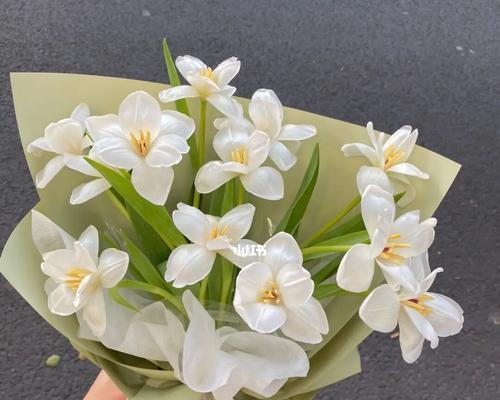 白郁金香的花语与意义（解读白郁金香的深刻寓意）
