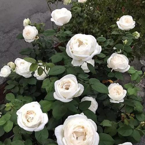白月季的花语——纯洁与希望（用花语传递真挚情感）