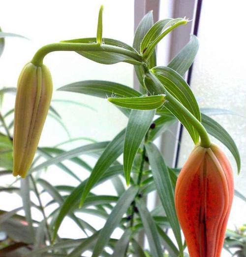百合花养护指南（如何正确养护百合花）