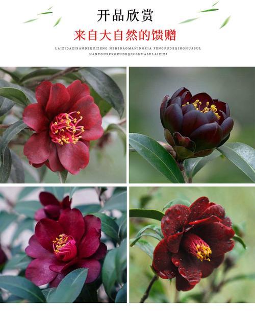 茶梅花语（用茶梅花的寓意传达生活的美好）