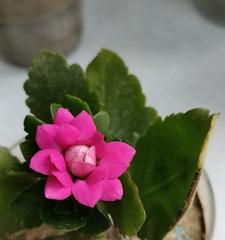 长寿花语（长寿花语）