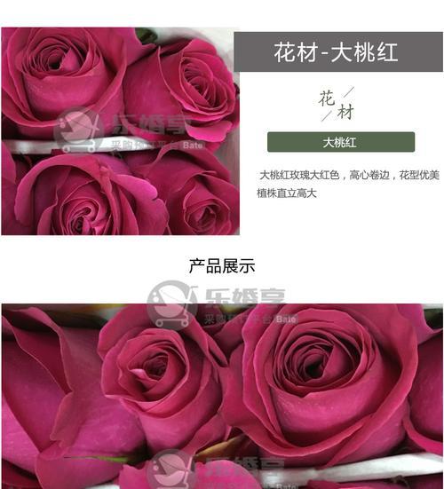 大桃红玫瑰的浪漫与温柔（探寻大桃红玫瑰的神秘语言与象征意义）