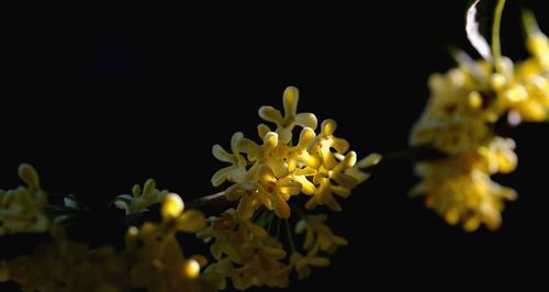 丹桂花语——绽放幸福的芬芳（馥郁芬芳与美好祝福缔造幸福人生）