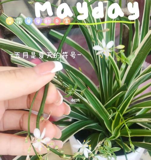 吊兰花的象征意义与养殖技巧（探寻吊兰花的文化内涵）