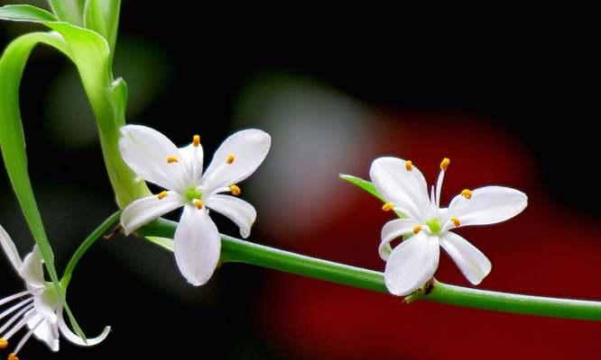 吊兰花语的深层含义（探索吊兰的花语与象征意义）