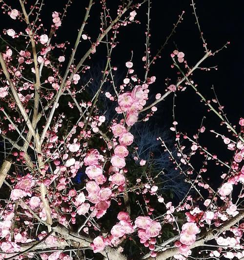 冬天梅花的特点与魅力（冬季花中瑰宝）