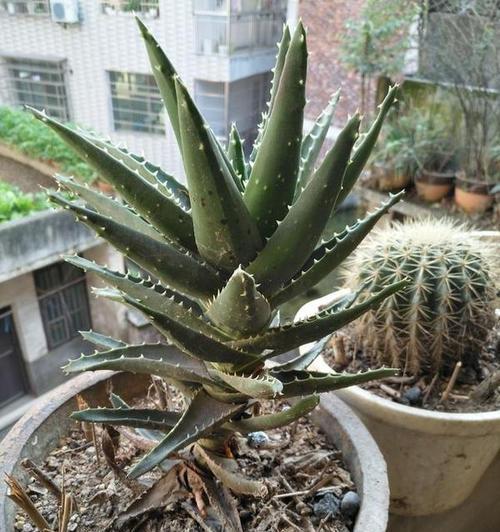芦荟花语大揭秘（解读多肉芦荟的15种花语）