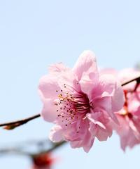 粉色梅花花语的魅力（探寻粉色梅花花语的深层含义）