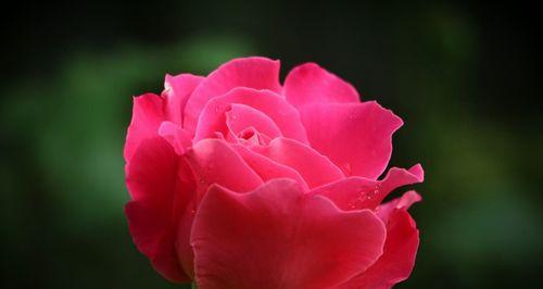 粉色月季花的花语与魅力（解读粉色月季花的深意）