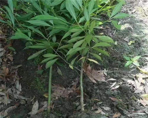 金丝楠木的生长速度与枝干长度——一个十年的研究（以南方地区为例）