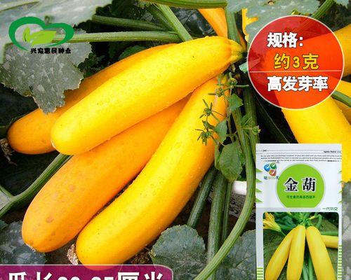 金丝指葫芦种子的营养与食用方法（探寻金丝指葫芦种子的营养价值及美味食用方法）