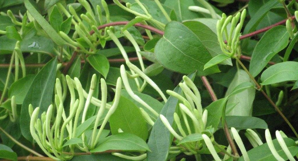 金银花不开花的原因（探究金银花不开花的多种原因）