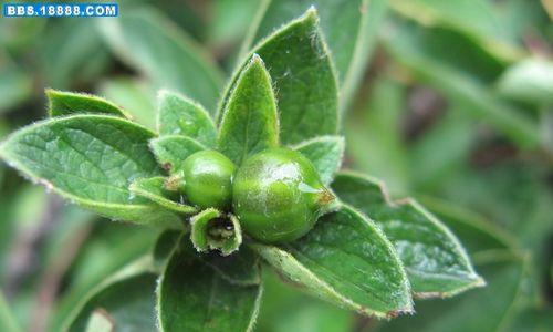 金银花果实有毒吗（了解金银花果实的毒性）