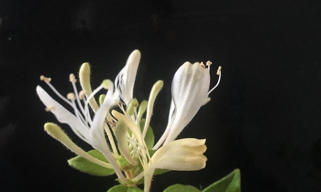 冬天金银花为何掉叶（金银花冬天掉叶的原因及对应措施）