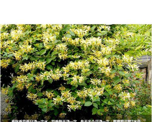 金银花的四季花期（冬季不是金银花的休眠期）