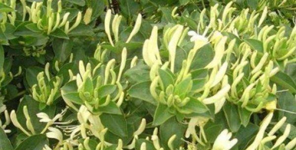 金银花冬天为什么掉叶（解析金银花掉叶的原因及其对植物的影响）