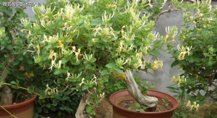 冬天也能种金银花（如何让金银花在寒冷冬季存活）