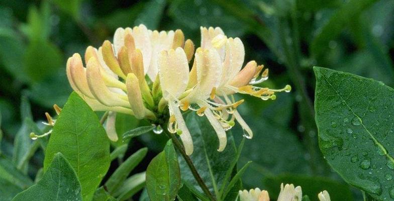 金银花的浇水时间（了解金银花的生长需要）