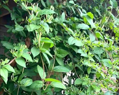 金银花开花后的处理方法（保养技巧）
